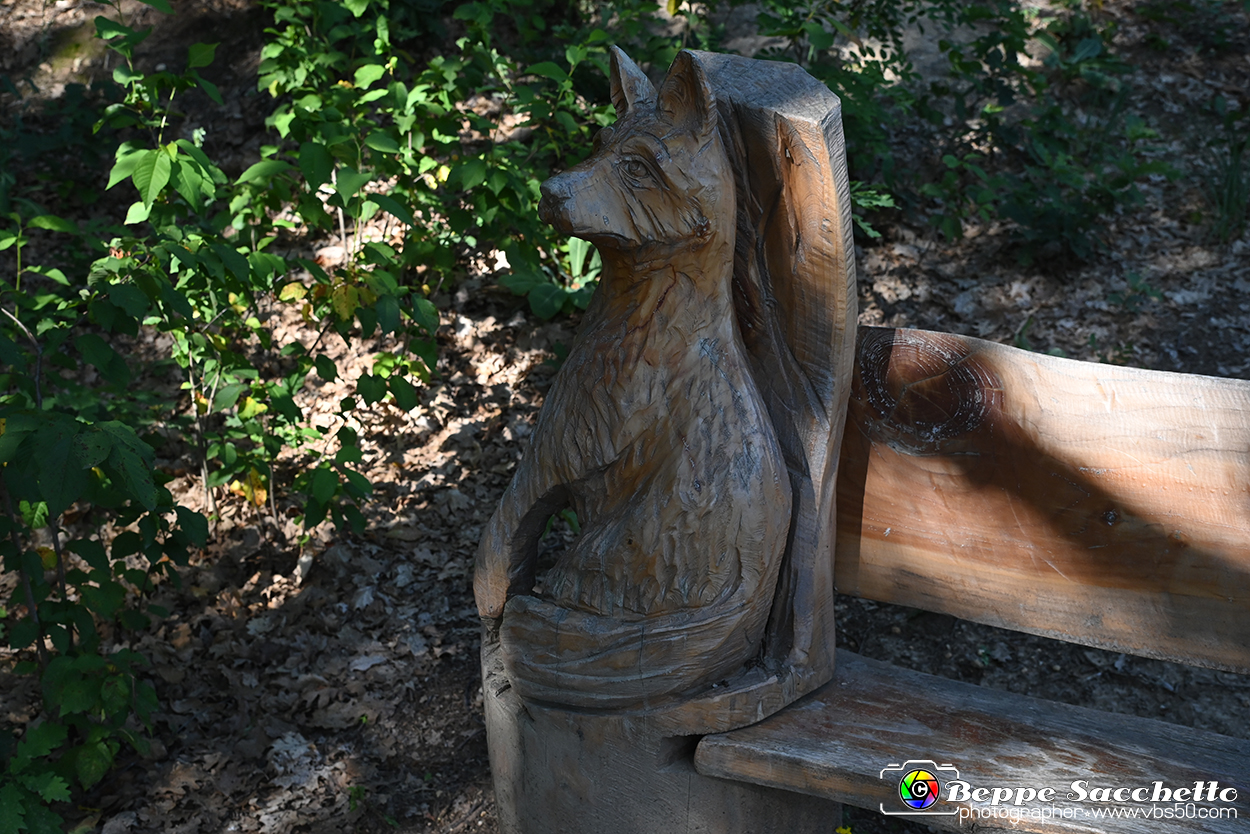 VBS_4738 - Il bosco fatato - Montaldo Roero.jpg